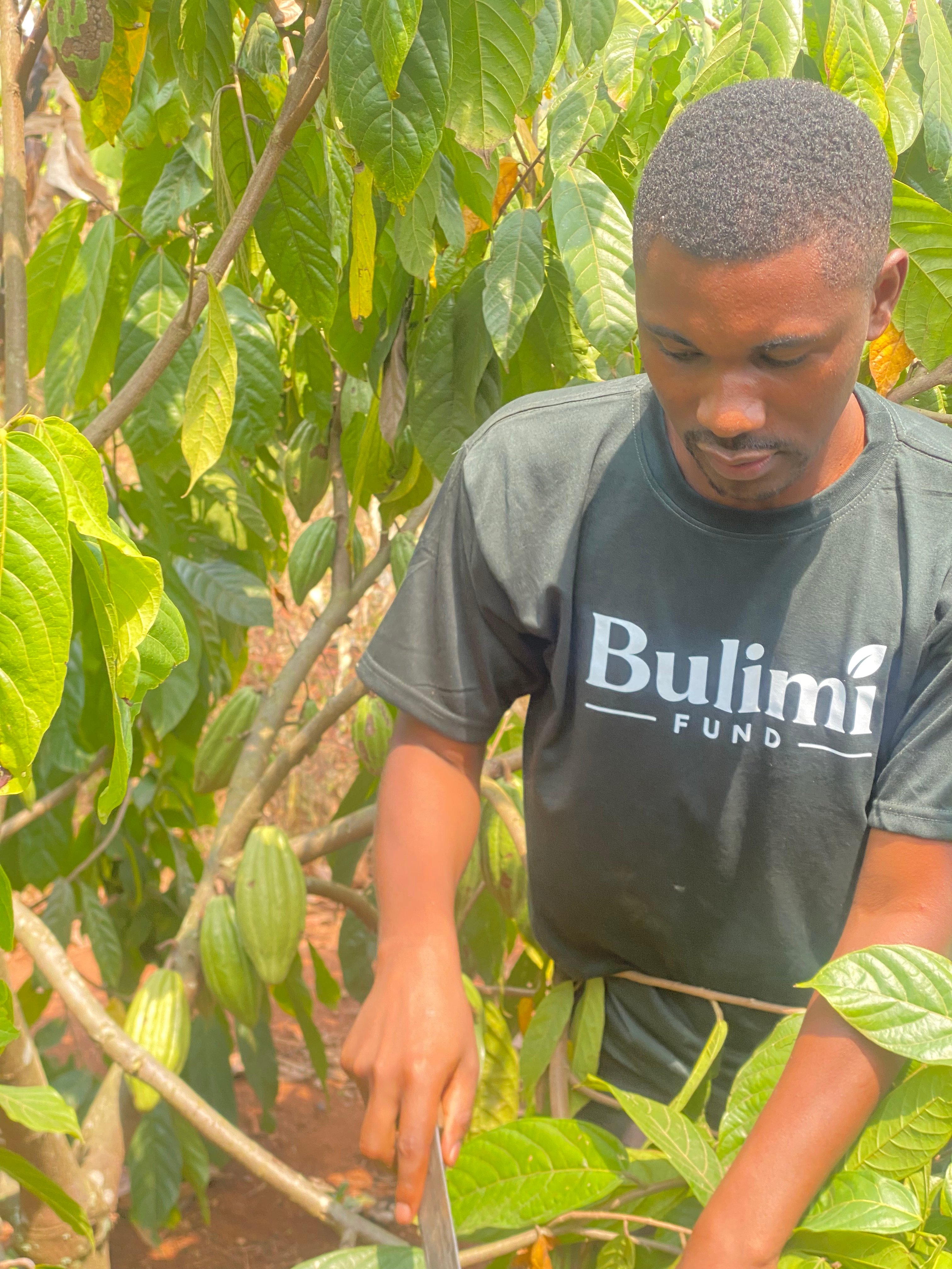 Bulimi farmer tending cocoa garden in Kyenjojo District Uganda