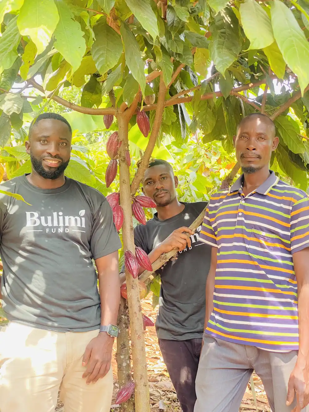 Dried cocoa beans harvest