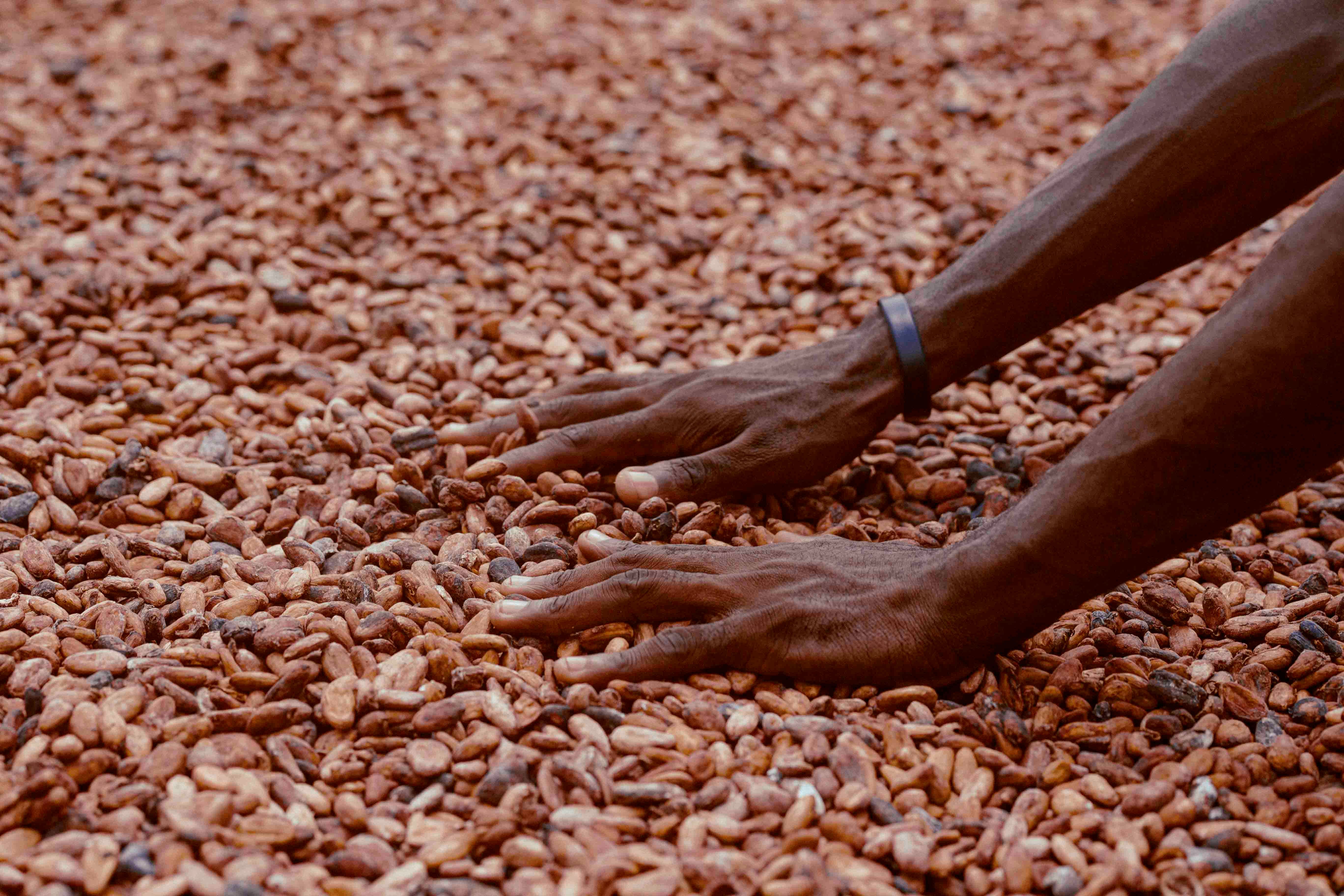 Bulimi farmer cocoa income opportunity Uganda smallholder livelihoods