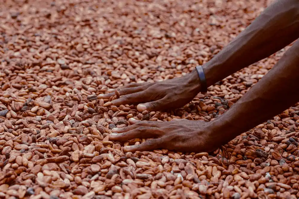 Farmer cocoa income opportunity