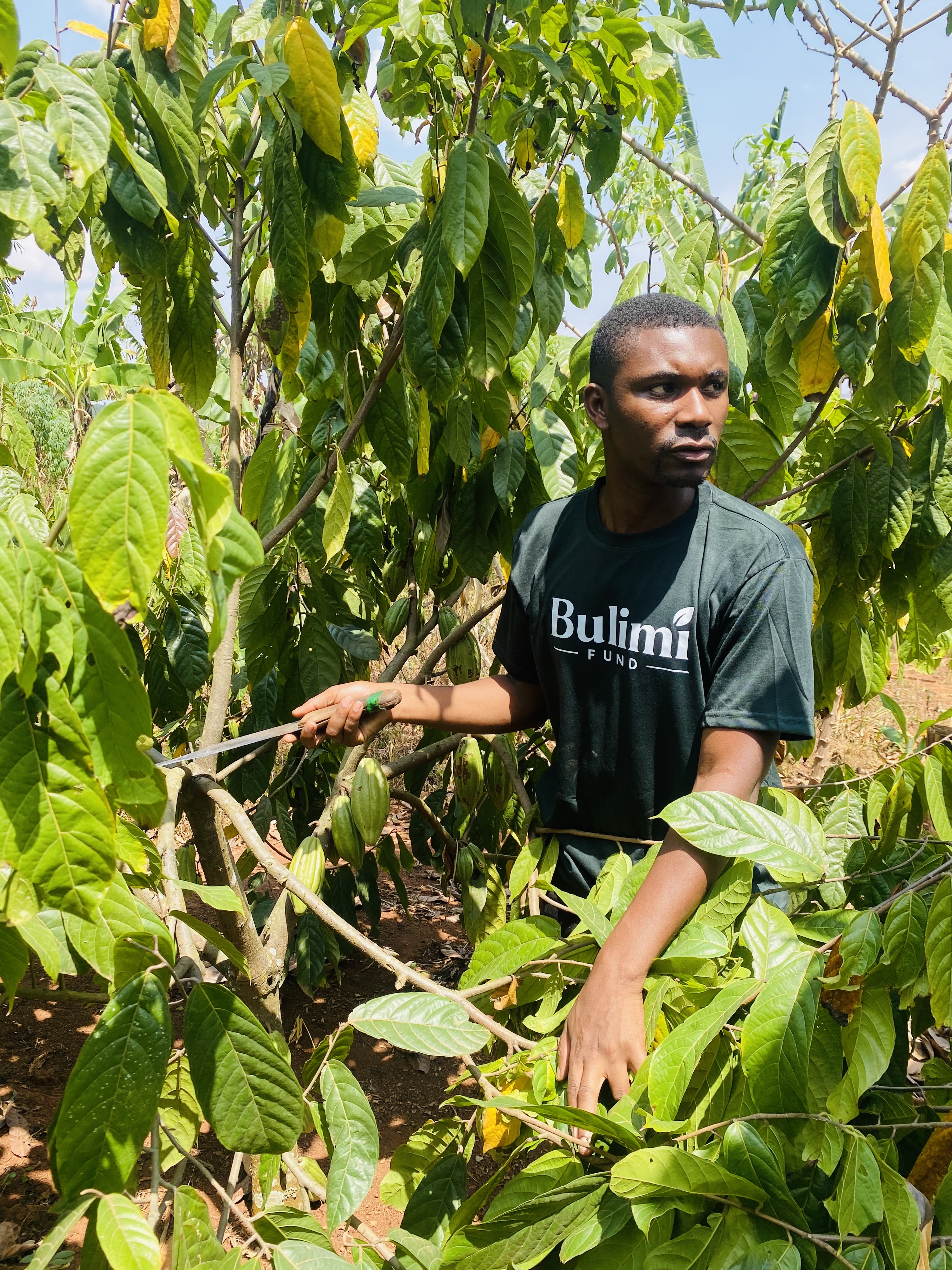 Bulimi cocoa seedling nursery Uganda