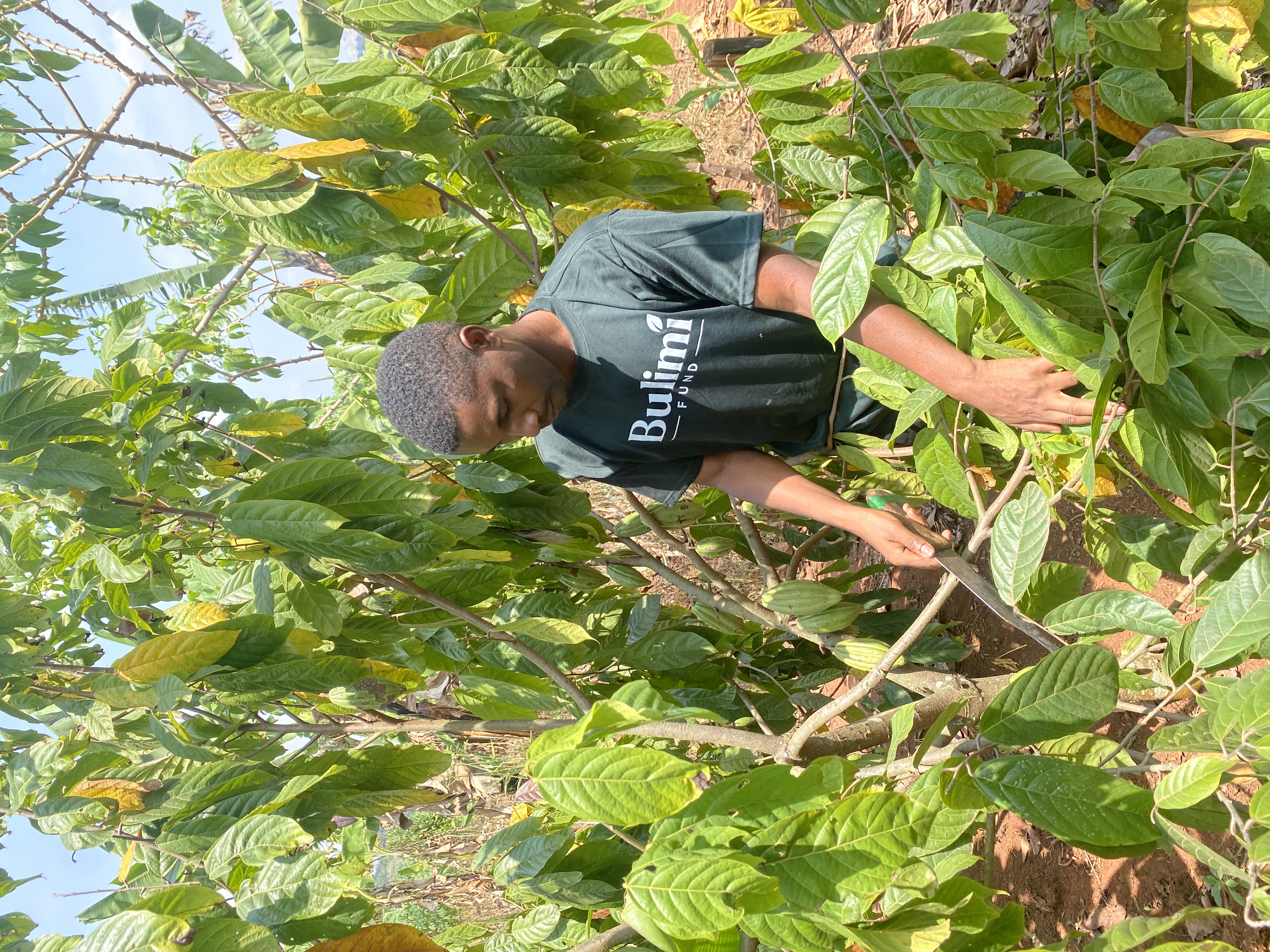 Bulimi smallholder cocoa farm Kyenjojo
