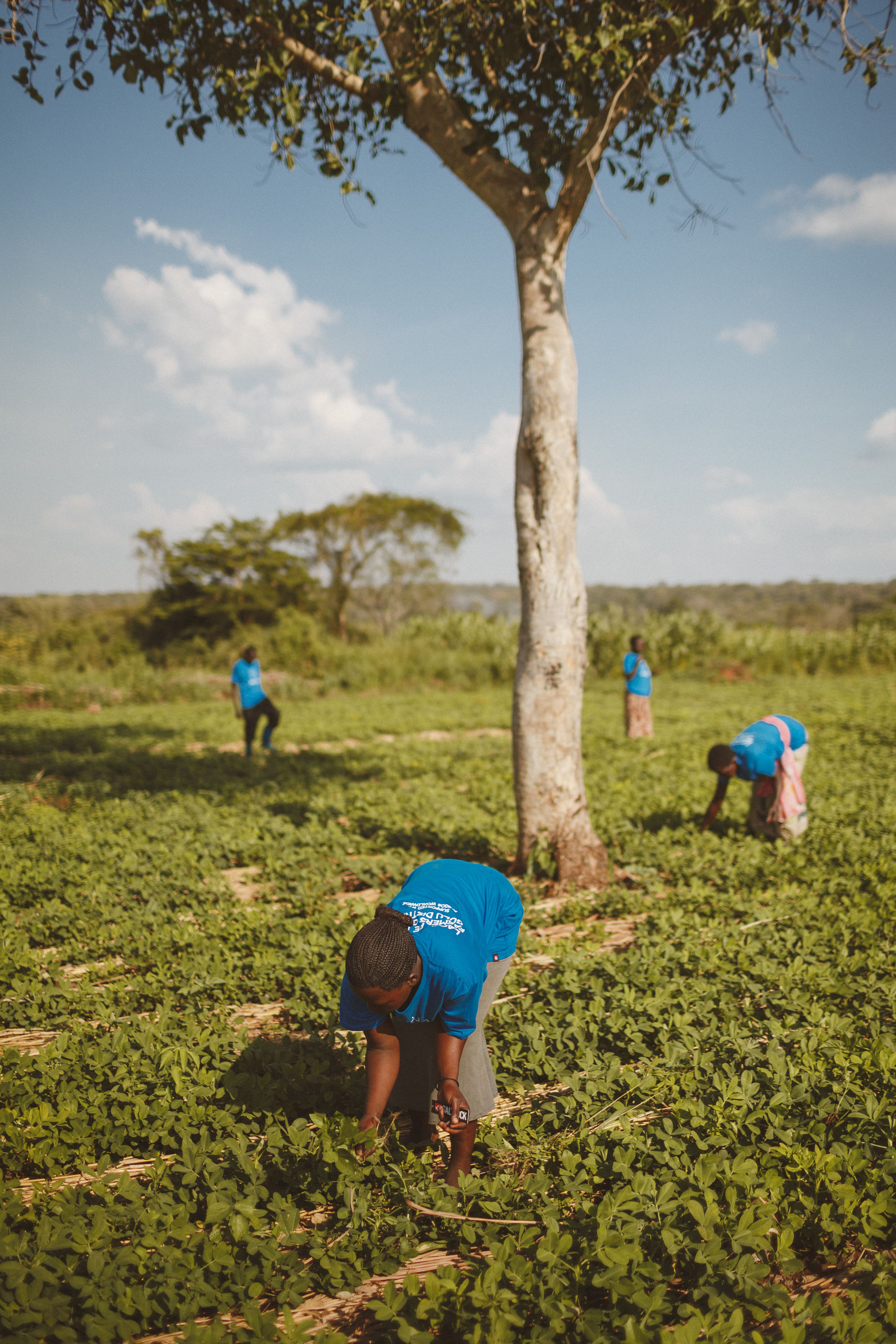 Bulimi smallholder cocoa farm Kyenjojo Uganda