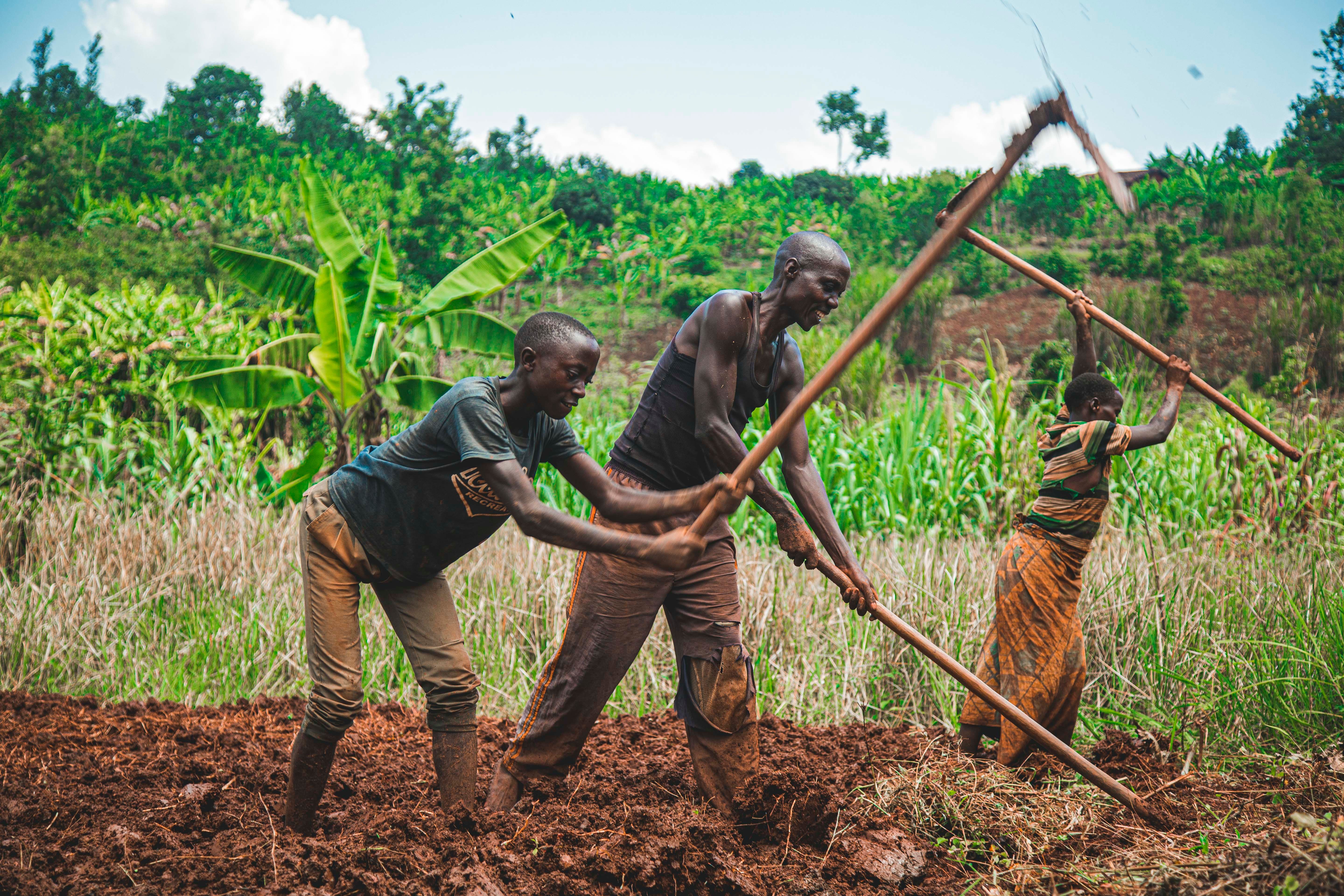 Smallholder cocoa farm Kyenjojo Uganda