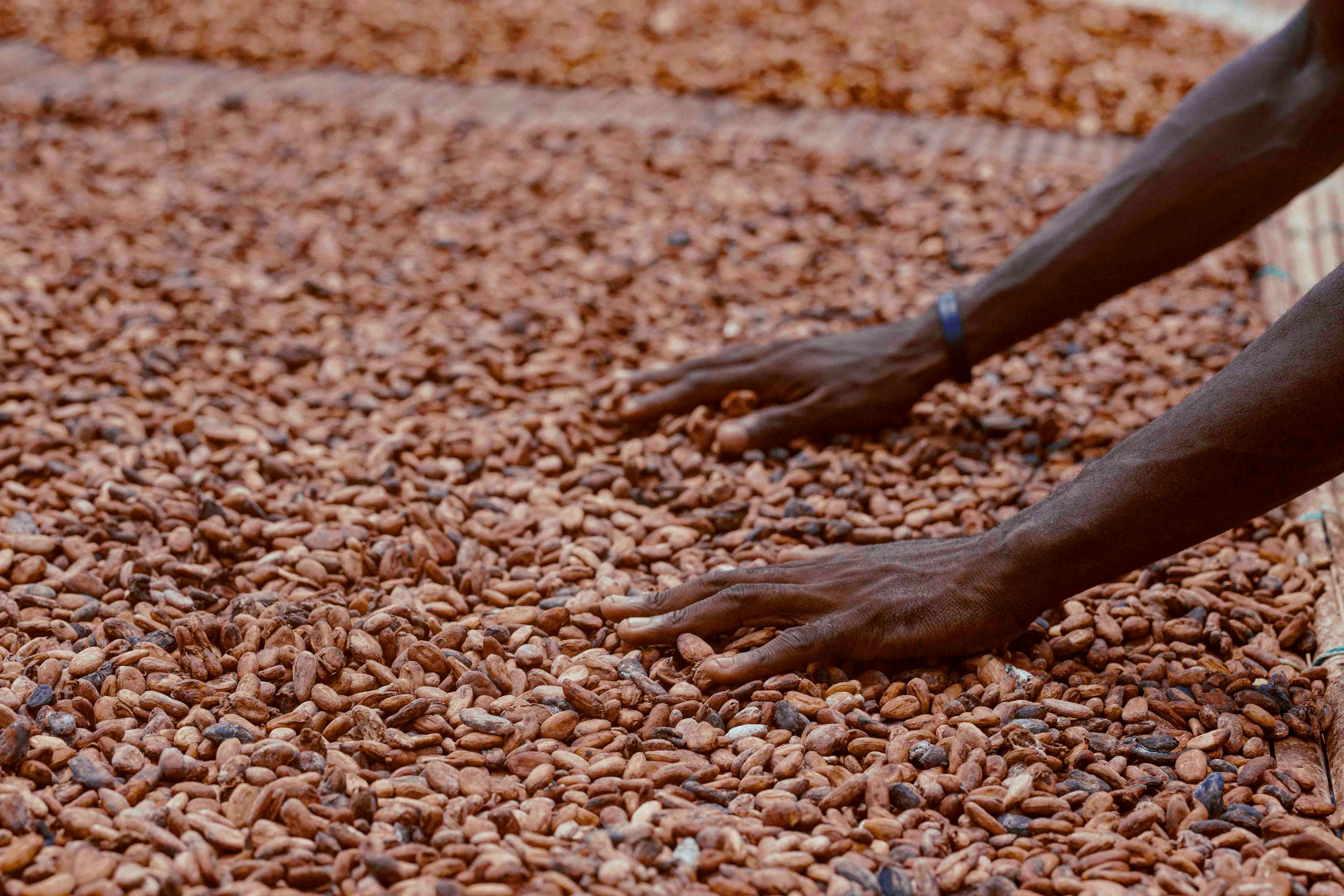 Cocoa farming community Uganda impact