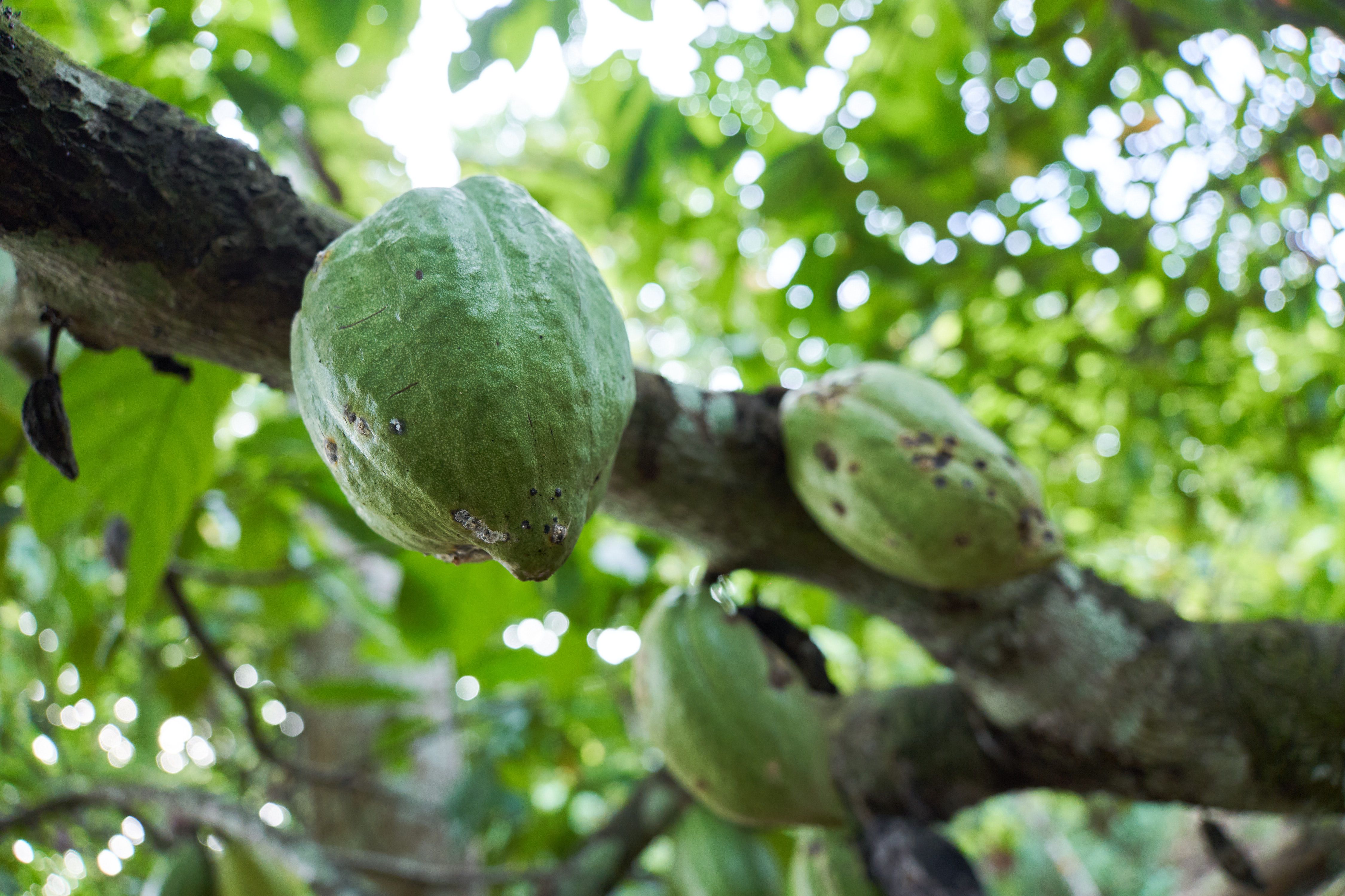 Cocoa fermentation post-harvest quality Uganda