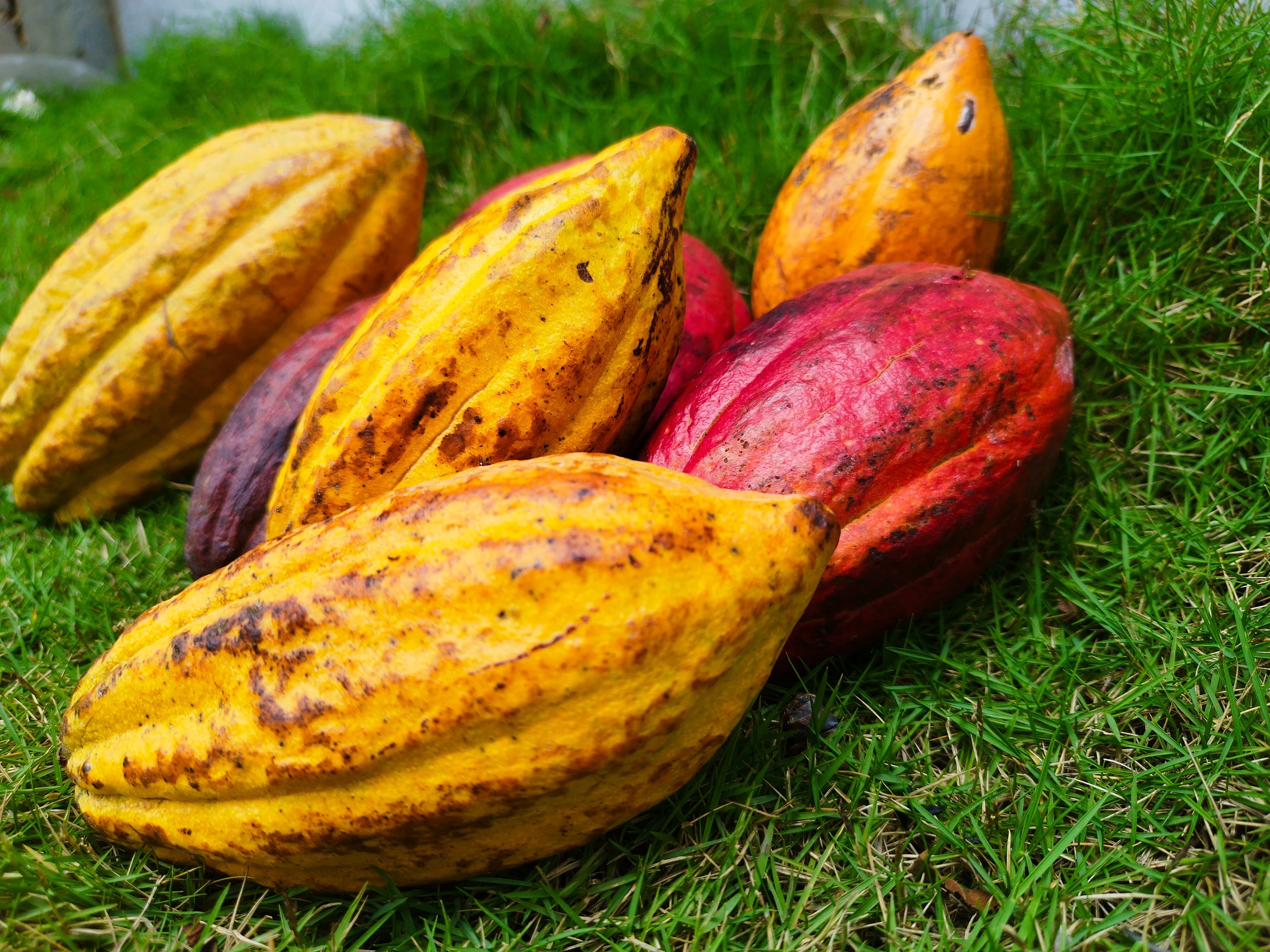 Cocoa nursery seedlings in Uganda for production