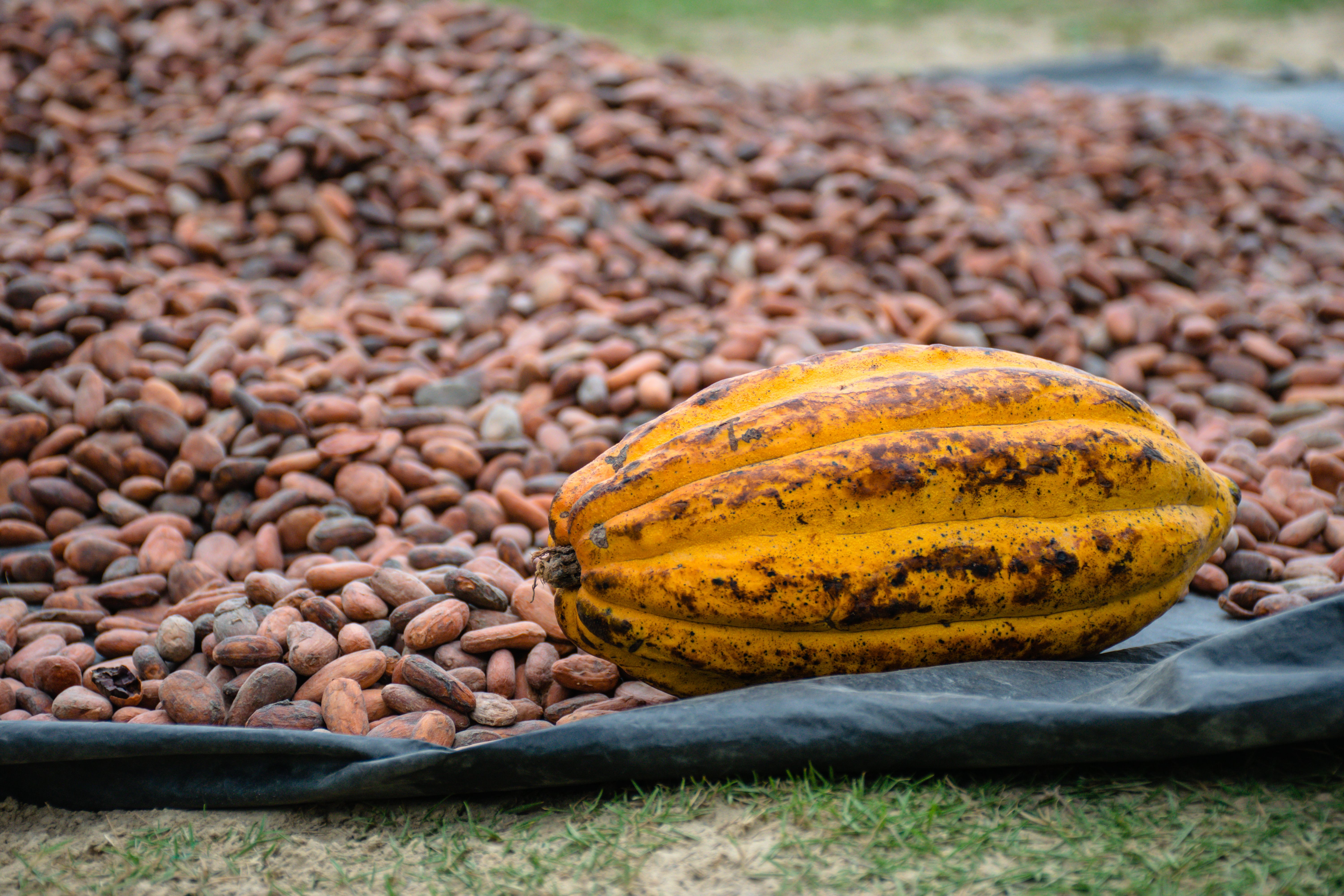 Ripe cocoa pods ready for harvest Uganda smallholder farming
