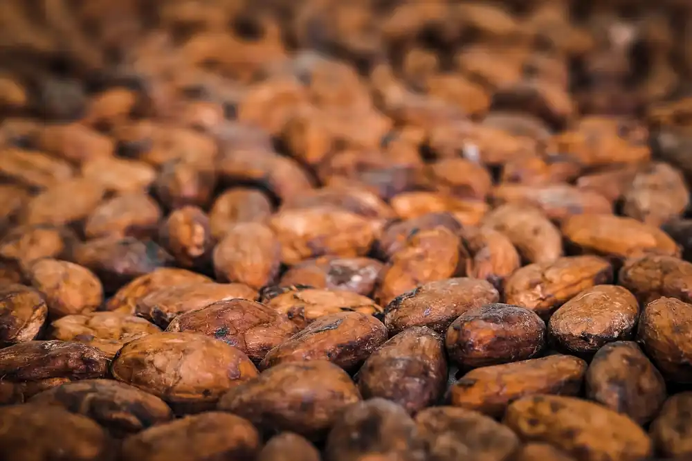 Dried cocoa beans quality market access