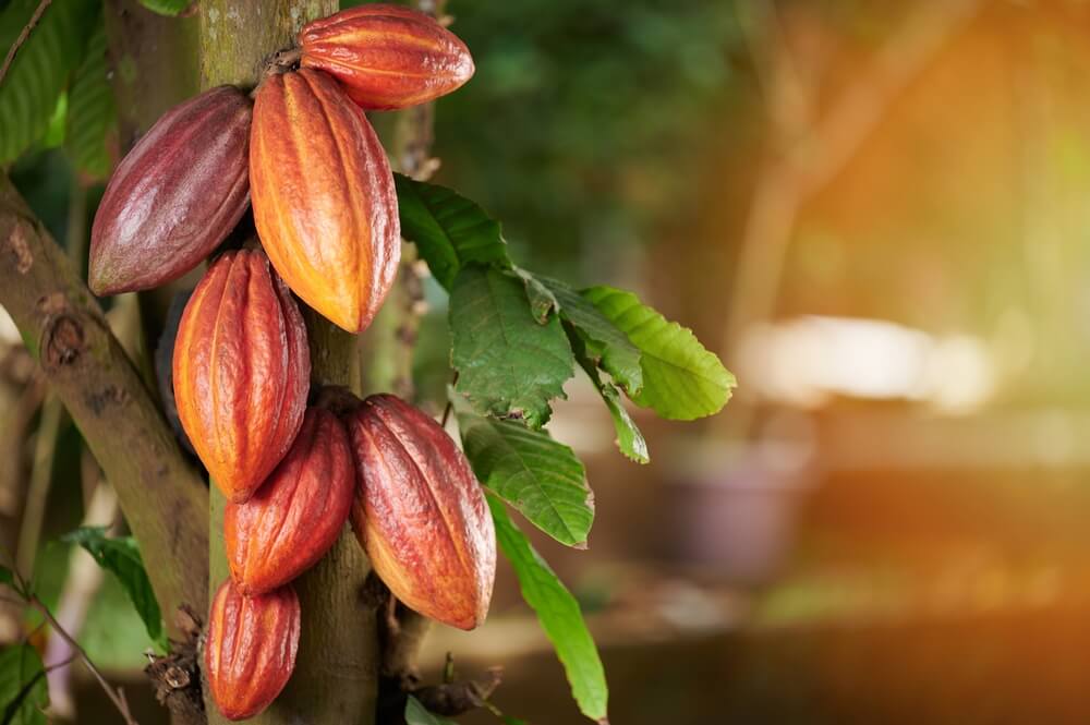 Ripe cocoa pods growing on a cocoa tree