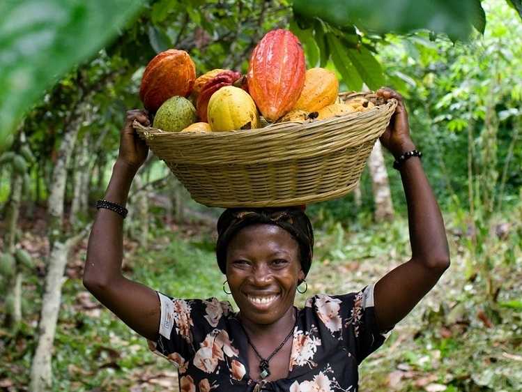 African cocoa farmer carrying a basket of harvested cocoa pods