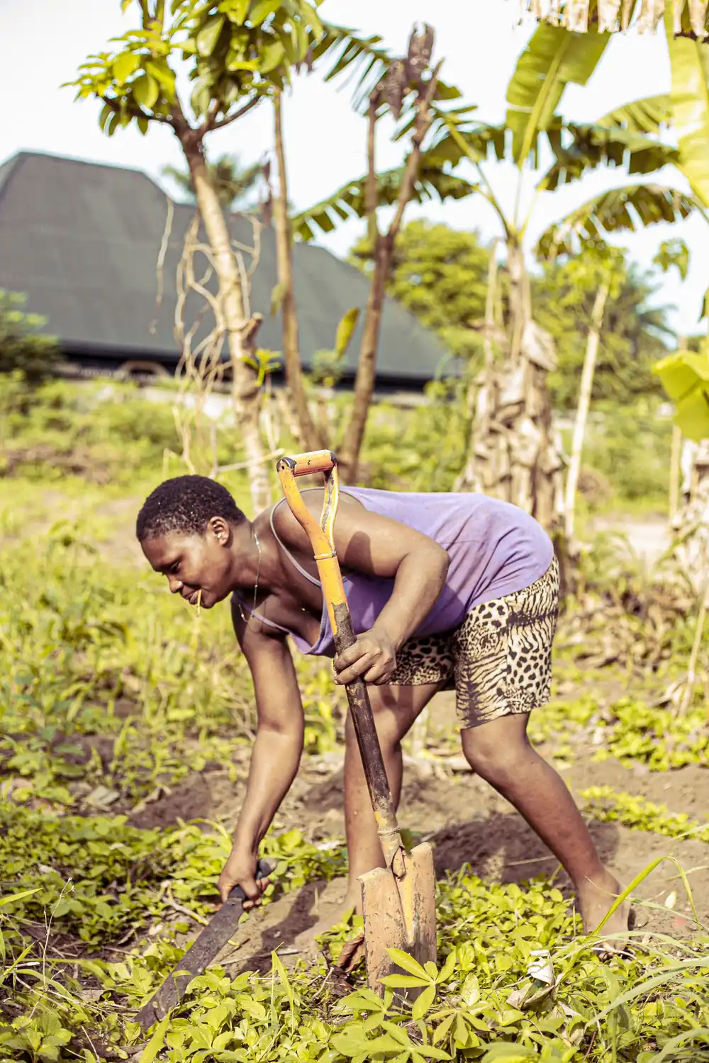 Sustainable cocoa farming