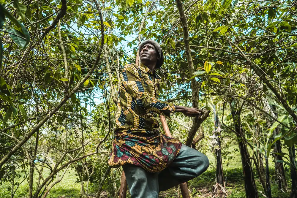 Cocoa farm landscape