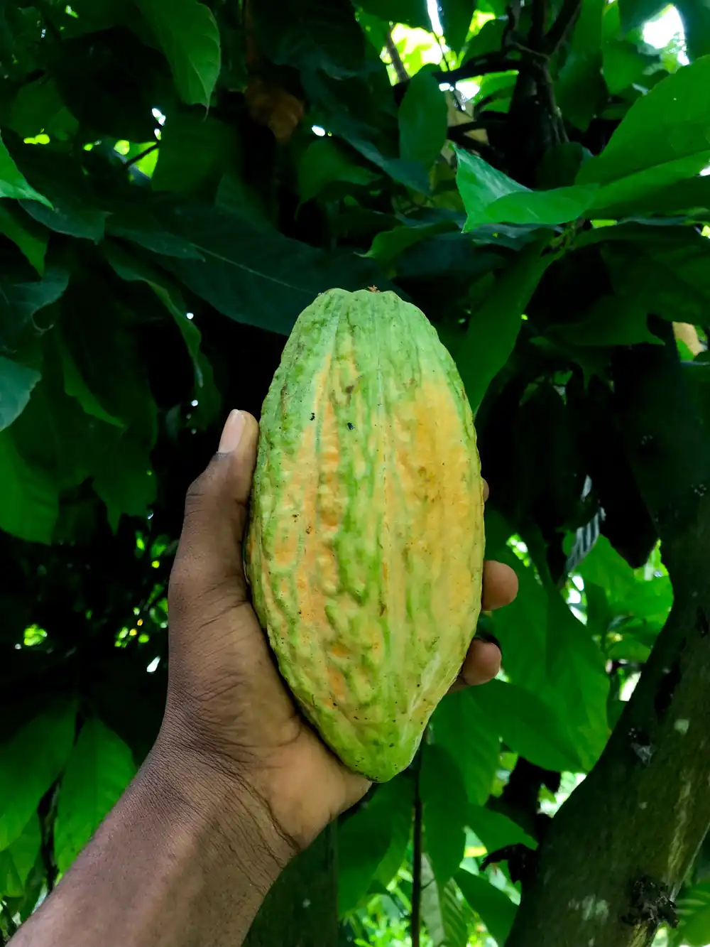 Cocoa farmer livelihoods