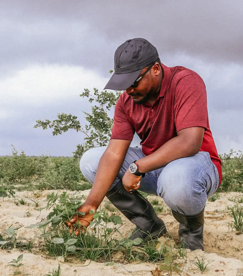 Cocoa farming community impact
