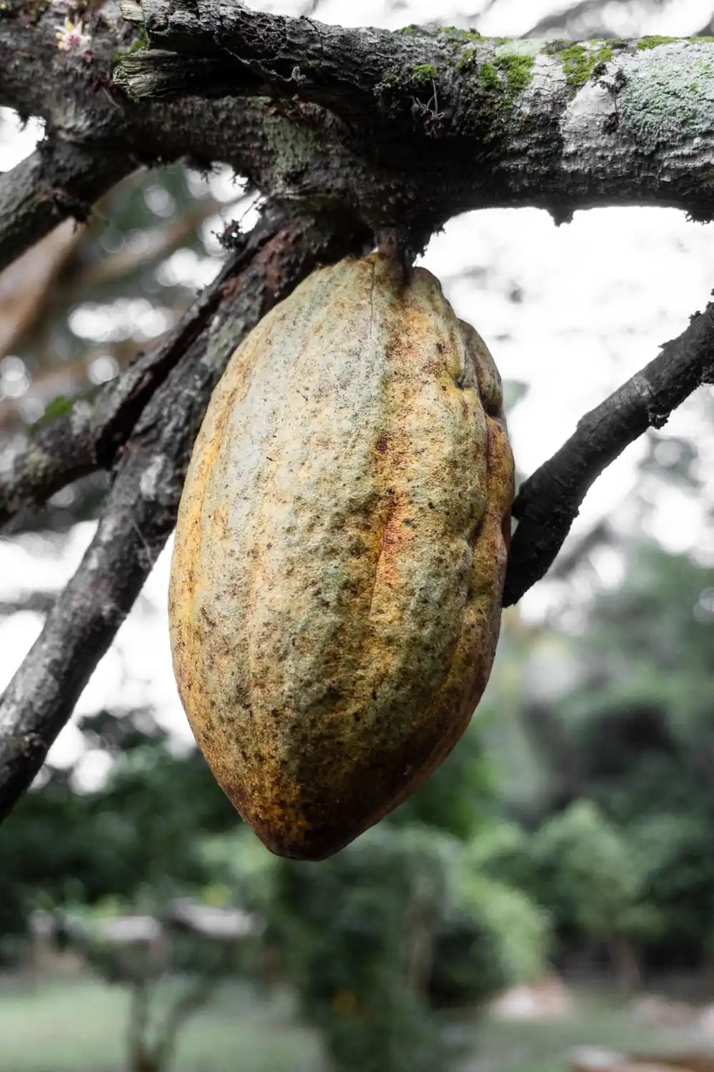 Cocoa farming community