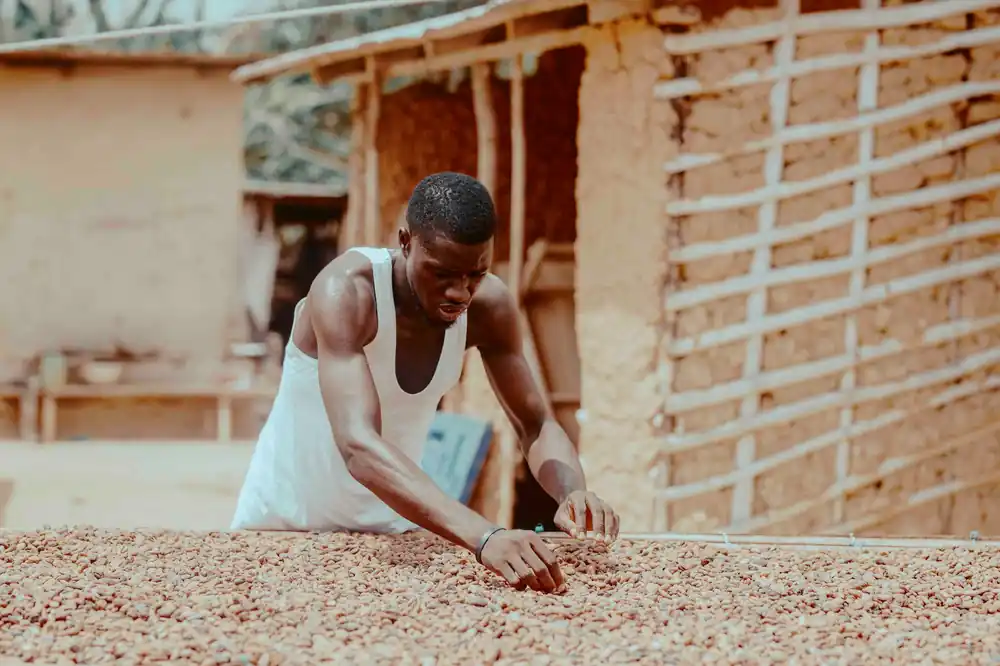 Ugandan farmer cocoa field