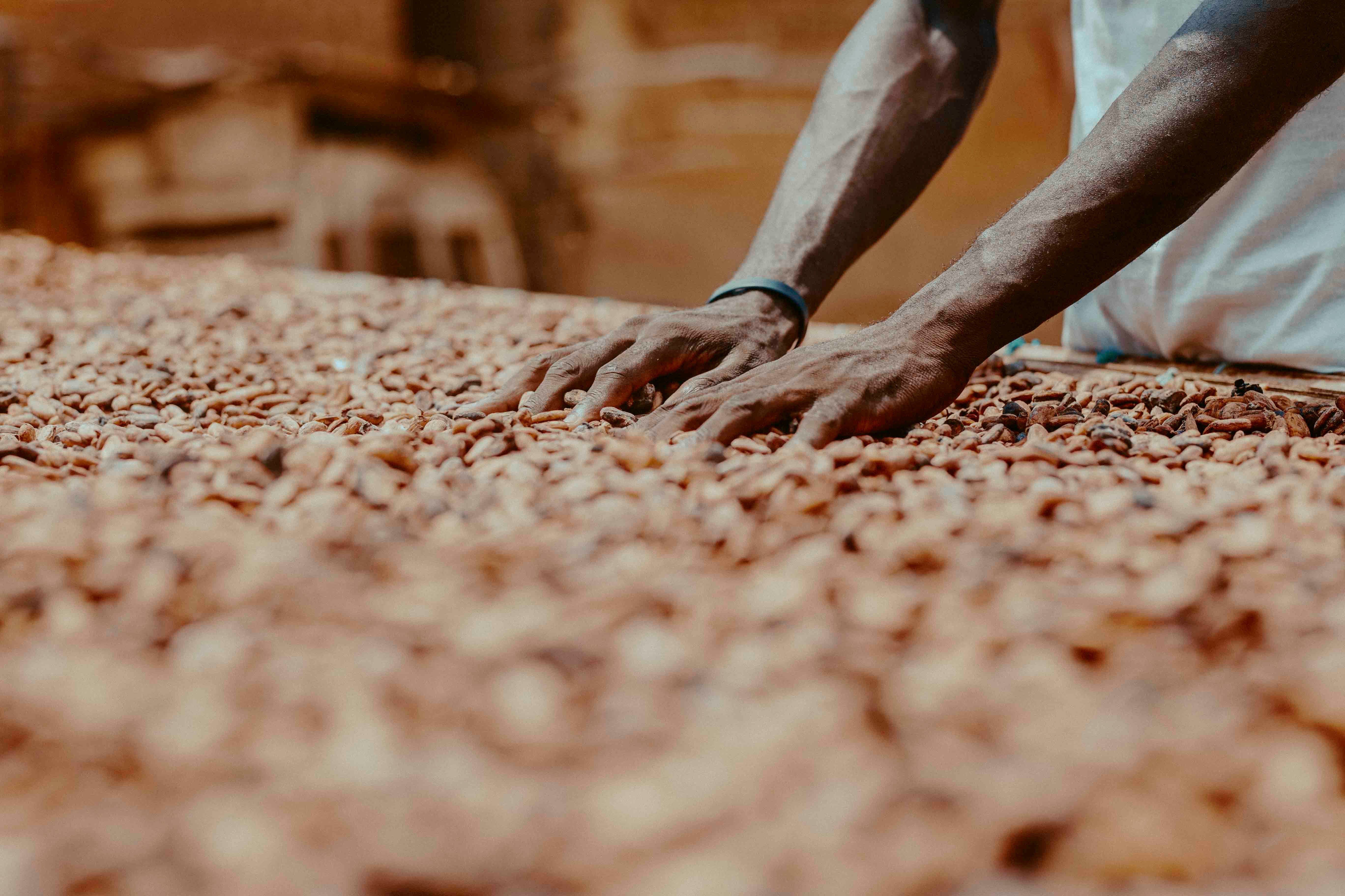 Sustainable cocoa farming Uganda Kyenjojo
