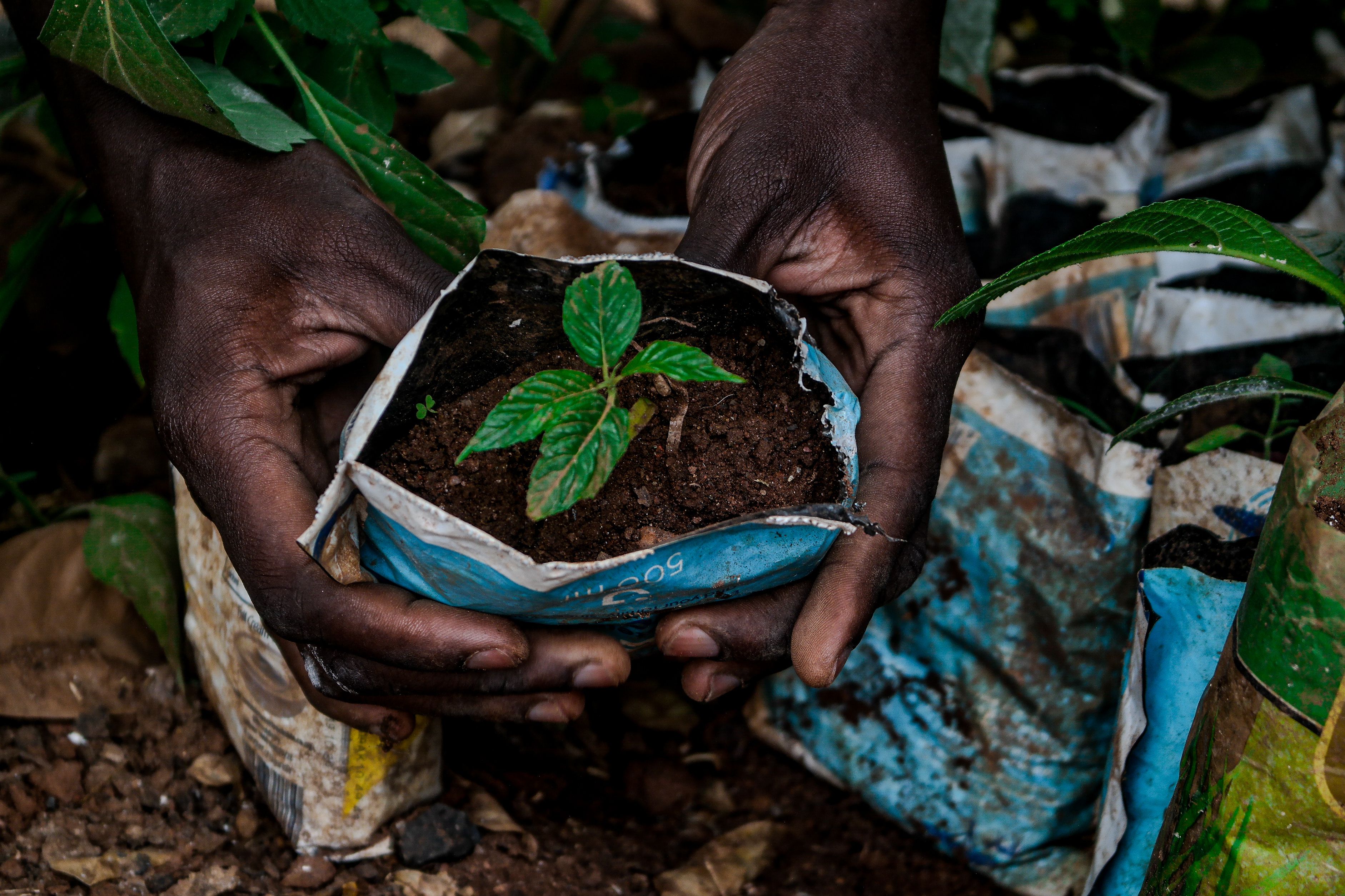 Ugandan smallholder farmer in cocoa field supported by Bulimi